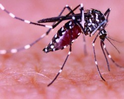 Chikungunya pode levar a encefalite e problemas neurológicos