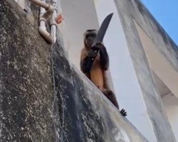 Vídeo mostra macaco “amolando” faca no Sul do Piauí; veja!