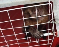 Macaco “amolador” de faca é resgatado pelo Ibama no Sul do Piauí