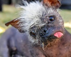 ‘Mister Happy Face’ vence concurso de cachorro mais feio do mundo