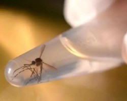 Piauí registra aumento de 765% nos casos notificados de dengue, diz Sesapi