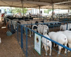 Picos Fest Berro movimentou mercado de ovinos e caprinos no sul do Piauí