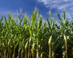 Safra 2021/22 deve alcançar recorde de 271 milhões de toneladas de grãos
