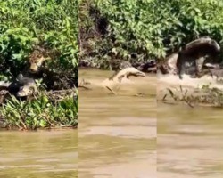 Onça-pintada ataca jacaré que dormia às margens de rio no Pantanal; fotos