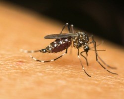 Piauí possui notificados 12 óbitos em decorrência da dengue, diz Sesapi