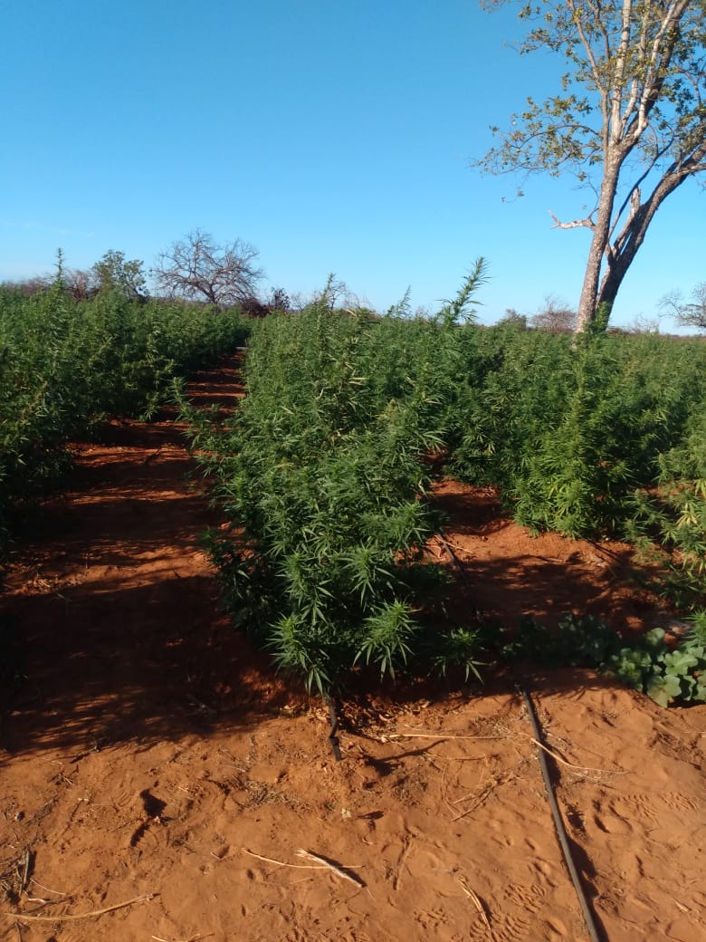 PM encontra plantação de 3 hectares de maconha em fazenda no Sul do Piauí (Foto: Divulgação)