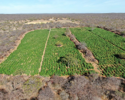 PM encontra plantação de 3 hectares de maconha em fazenda no Sul do Piauí