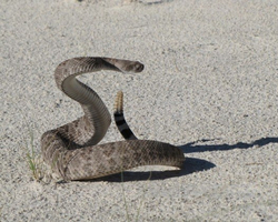 Cobra é vista “pegando onda” em praia nos EUA; é comum cascavel na região