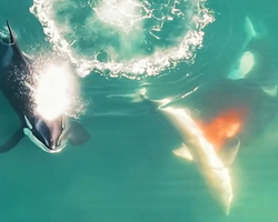 Vídeo: Drone flagra ataque de duas baleias orcas contra tubarão-branco