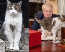 Gato Larry: britânicos discutem o destino do símbolo da Downing Street 