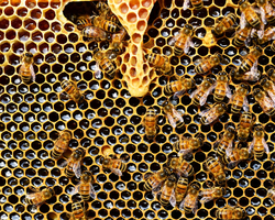 Paulistana: energia de qualidade permite maior produção de mel