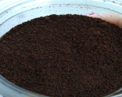 Pesquisa da UFPI busca produzir bebida sabor café a partir da carnaúba