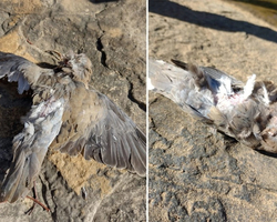Juazeiro do Piauí registra estranha aparição de aves mortas