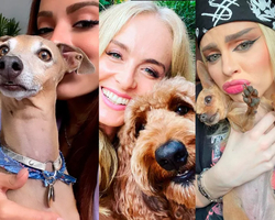 Cachorros dos famosos: conheça os que têm perfil na rede social e bombam