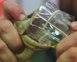 Cobra mais mortal da Austrália: 6 gramas de veneno mata 20 pessoas