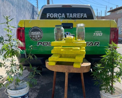 Força Tarefa descobre plantação de maconha em casa na zona Sul de Teresina