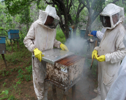 27 mil colmeias e 39 casas de mel: Piauí é 1º na exportação de mel orgânico