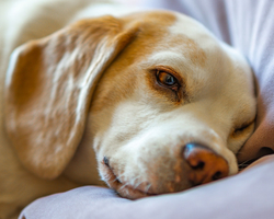 Comportamento Canino: Descubra quais os 10 medos e fobias dos cachorros