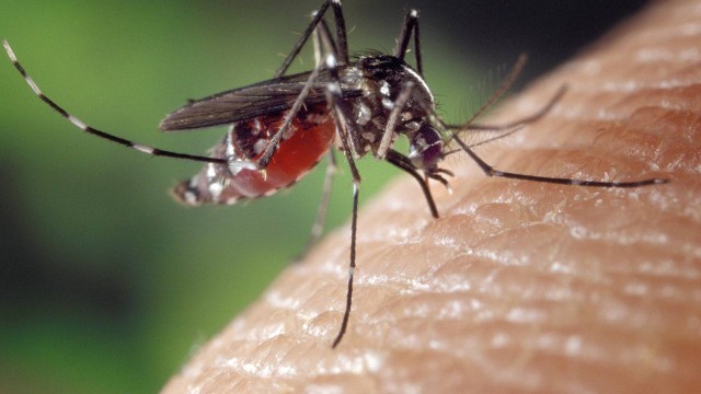 Chikungunya tem aumentado número de casos e mortes - Pixabay