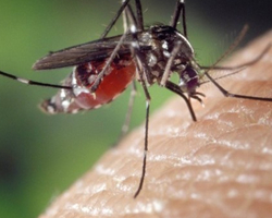 Chikungunya já matou 4,5 vezes mais brasileiros em 2022 