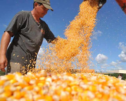 Piauí possui seis municípios entre os 100 maiores produtores de milho