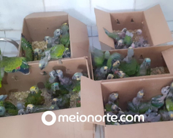 Idoso é detido com 66 filhotes de aves silvestres compradas no Piauí; vídeo