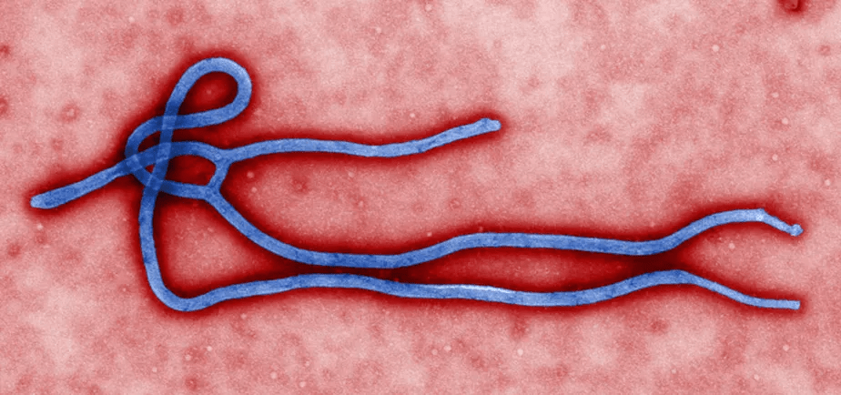 O vírus ebola (Foto: Centros de Controle e Prevenção de Doenças)