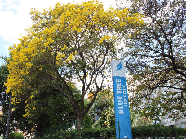 Micarina Meio Norte: Blue Tree Rio Poty está com 80% das reservas 