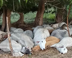 Cerca de 40 vacas morrem após tempestade com raios em duas cidades do Piauí