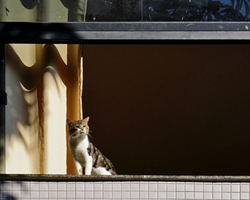 Jornalista Mauro Sampaio lança fotolivro sobre câes e gatos nas janelas
