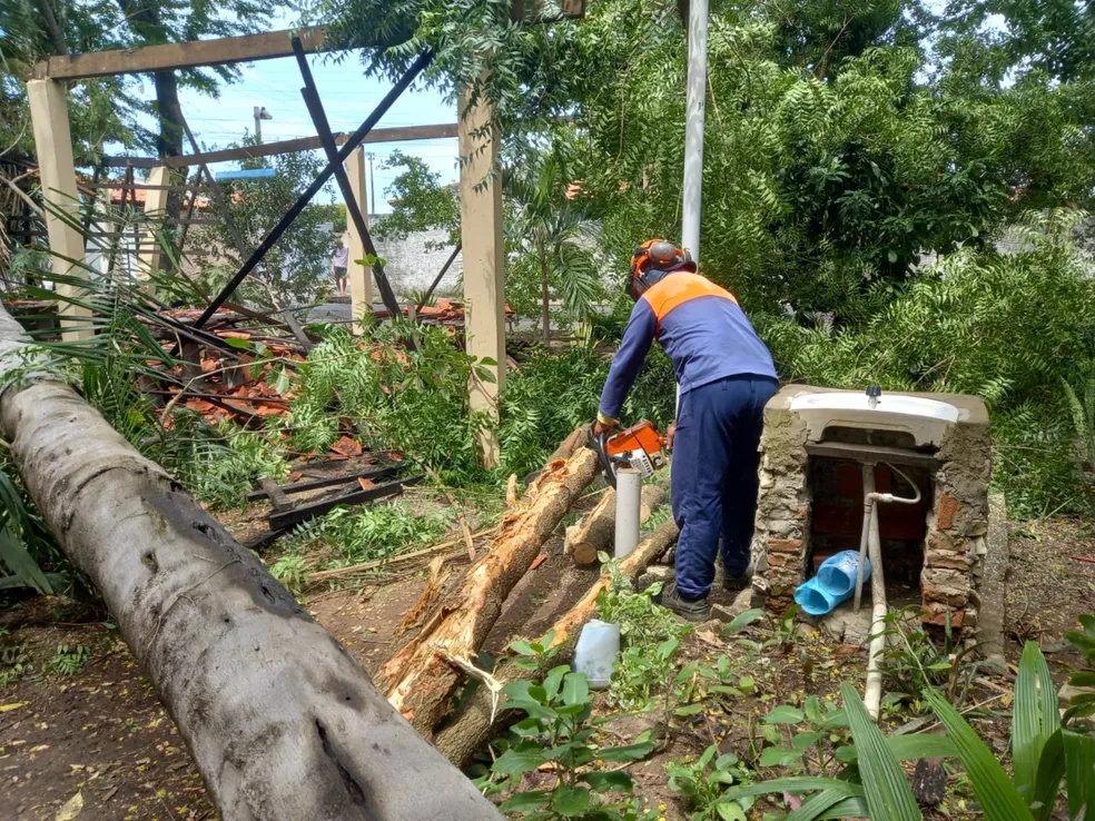 Equipe de Saad Norte fez a remoçào da palmeira - Foto: Divulgação