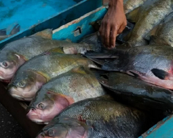 China supera o Brasil com a produção  de peixes da Amazônia