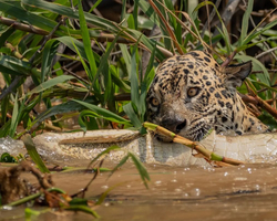 Onça captura jacaré e impressiona com forte mordida em rio do Pantanal