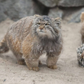 Felino raro, gato-de-pallas é encontrado durante expedição no Monte Everest