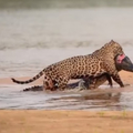 Vídeo: Onça-pintada abocanha jacaré e o arrasta à margem do rio no Pantanal