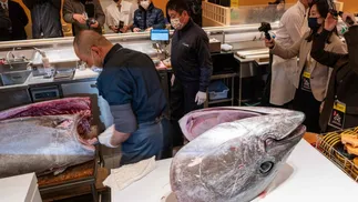 Atum é comprado por mais de R$ 1 milhão em leilão de Ano Novo no Japão (Foto: Reprodução/Richard Brooks/AFP)
