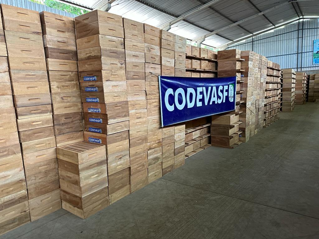 Codevasf investiu mais de R$ 4,3 milhões na apicultura do Piauí em 2023 - Imagem 1