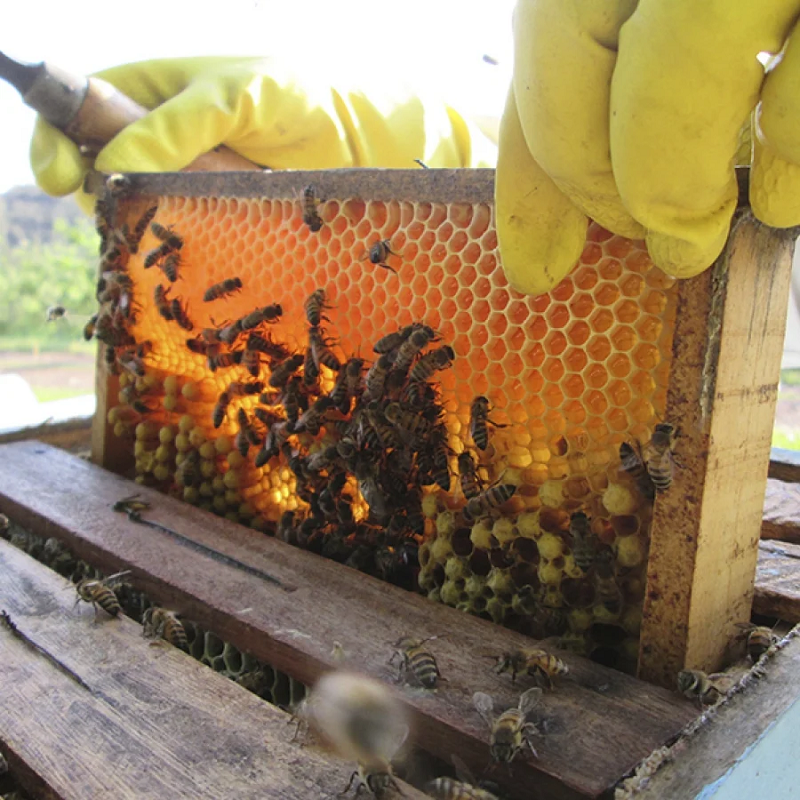 Oeiras, Picos e Simplício Mendes se destacam na produção de mel do Piauí | FOTO: Divulgação/Fundação Banco do Brasil