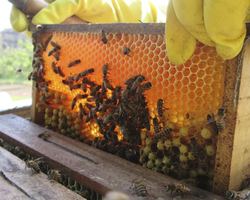 Piauí é o maior exportador de mel do Brasil; US$ 26 milhões em 2022