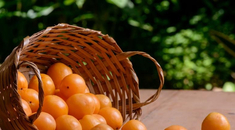 Cajá: Descubra 6 benefícios poderosos dessa fruta para a sua saúde