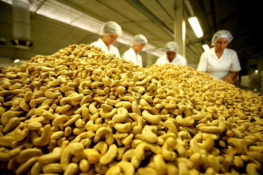 Produção de castanha de caju deve aumentar cerca de 27% em 2023 - Imagem/Reprodução