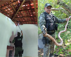 BPA realizou 124 atendimentos envolvendo resgate de cobras em fevereiro