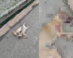 Quatro cachorros são encontrados mortos com marcas de facadas em Altos