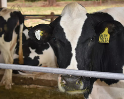 Após China, 4 países asiáticos voltam a comprar carne bovina do Brasil