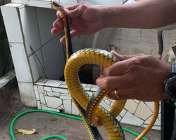 Polícia Ambiental faz resgate de 5 serpentes em área residencial de THE