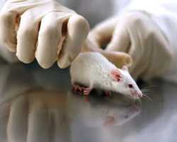 Cientistas criam embrião de rato em laboratório sem usar fêmeas