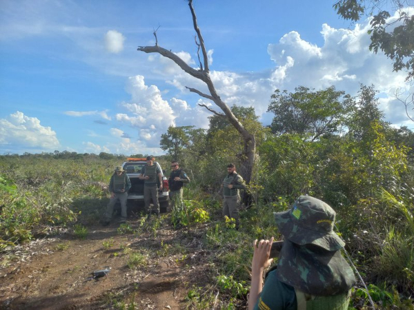 Operação visa coibir o desmatamento ilegal na região Sul do Piauí