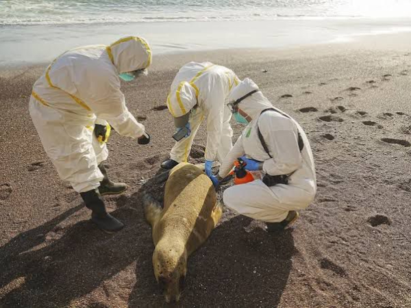 No Chile, gripe aviária já matou quase 9 mil animas marinhos